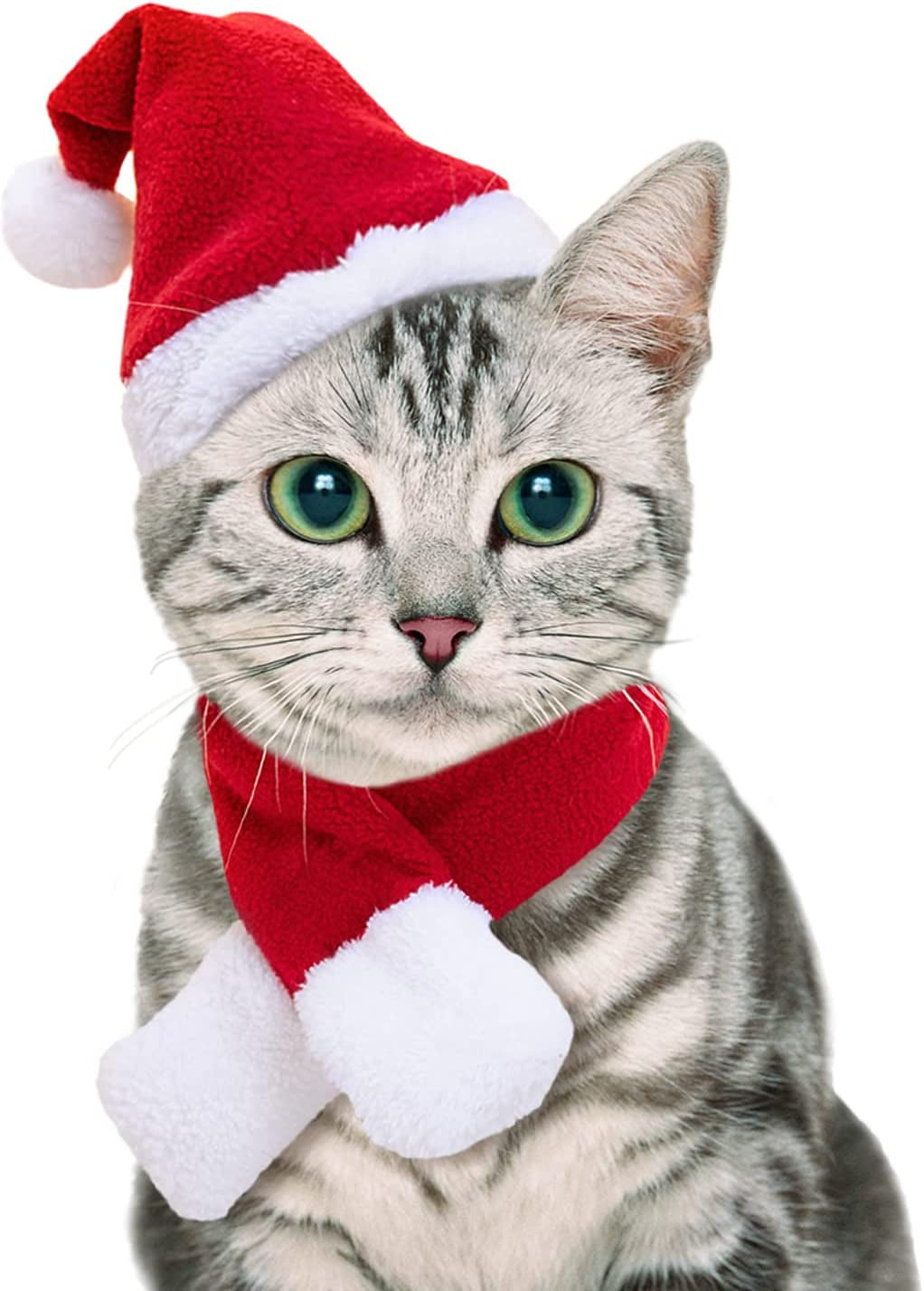 Cat Acessories