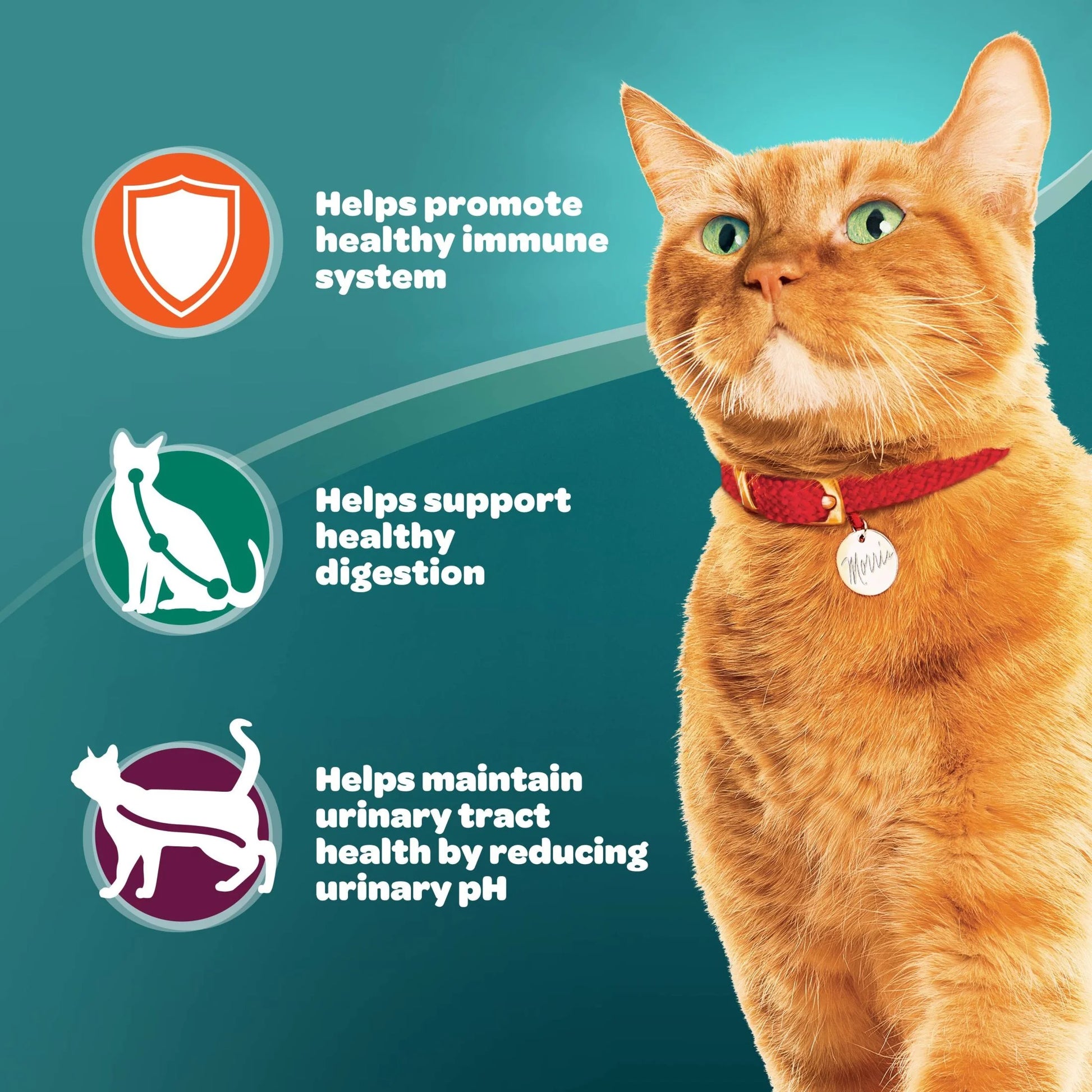 Plus Care Dry Cat Food - Delicious Tuna & Egg Flavors, 15.5 Lb Bag