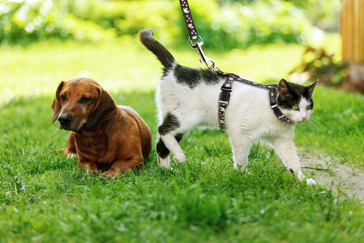 Glow-in-the-Dark Moon & Stars Cat Harness and Leash Set